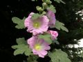 Alcea biennis